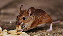24 Hour & Emergency Exterminators in Scott City, MO